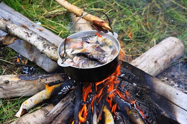 Kraljevsko uho u prirodi