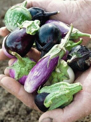 Fotografija - Mini patlidžan