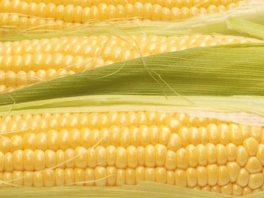 Fotografija - Slatki kukuruz