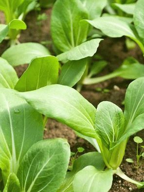 Fotografija - Bok Choy