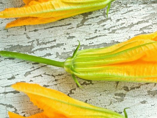 Fotografija - Cveće tikvice