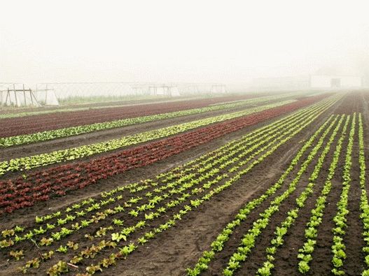 Fotografija - zelena salata