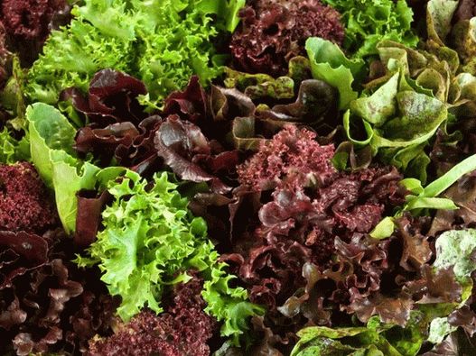 Fotografija - zelje salate