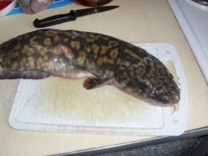 Burbot uho
